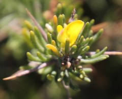 Aspalathus spinosa flavispina