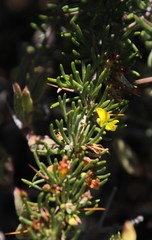 Aspalathus spinosa flavispina