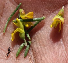 Aspalathus spinosa flavispina