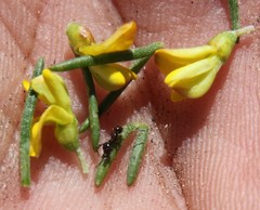 Aspalathus spinosa flavispina