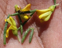 Aspalathus spinosa flavispina
