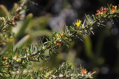 Aspalathus spinosa flavispina