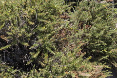 Aspalathus spinosa flavispina