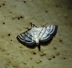 Ravanoa xiphialis