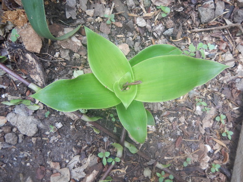 Callisia fragrans