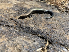 Chalcides coeruleopunctatus