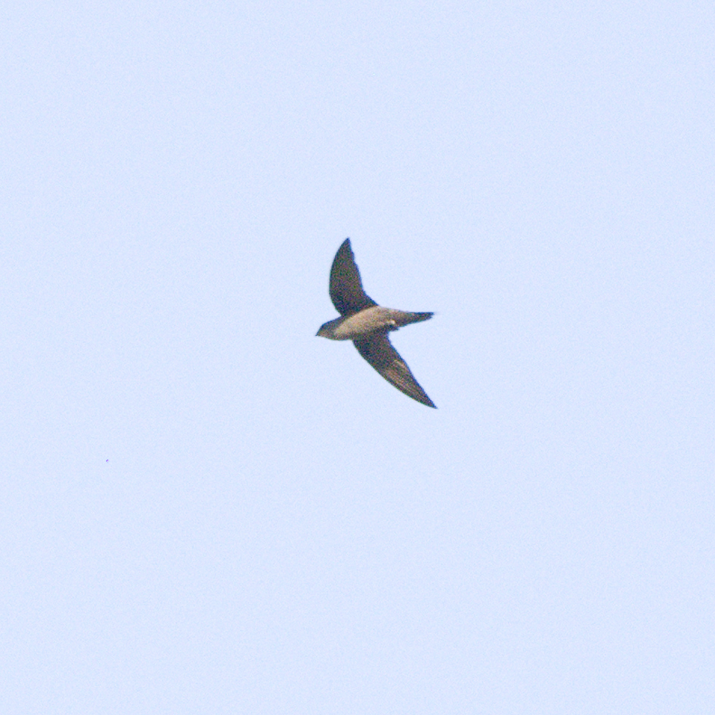 Chapman's Swift