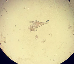 Miozoa