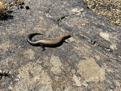 Chalcides coeruleopunctatus