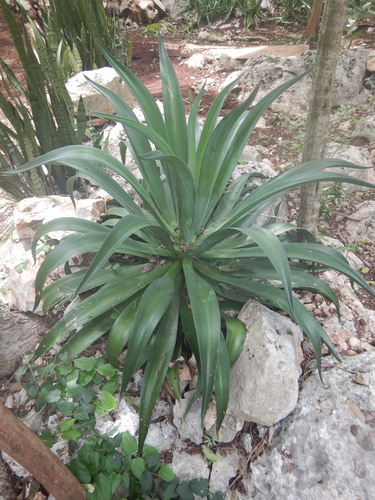 Image of Agave desmetiana by (c) Cenoteando, some rights reserved (CC BY-SA)