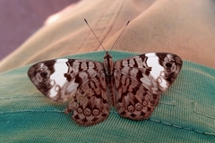 Ectima thecla