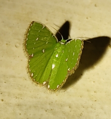 Argyrocosma inductaria