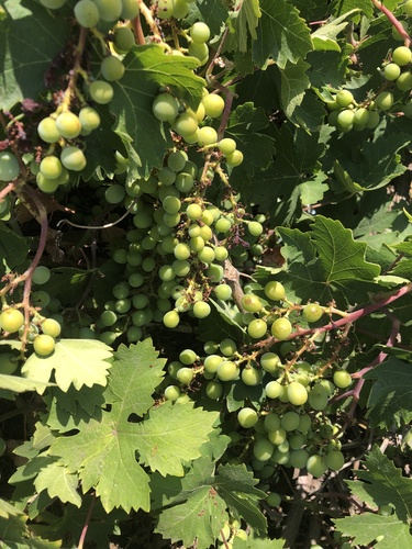 photo of Wine Grape (Vitis vinifera)