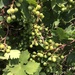 photo of Wine Grape (Vitis vinifera)