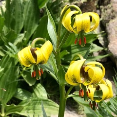 Lilium pyrenaicum