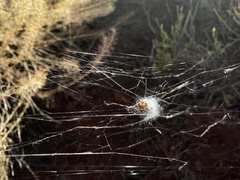 Araneus annulipes