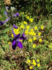 Delphinium nuttallianum
