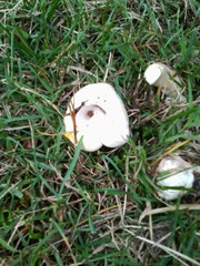 Agaricus osecanus