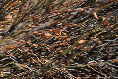 Willdenowia incurvata