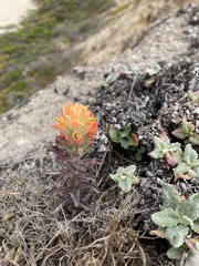 Castilleja latifolia