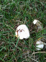 Agaricus osecanus