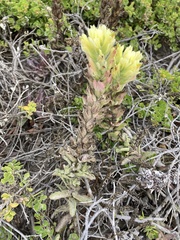 Castilleja latifolia