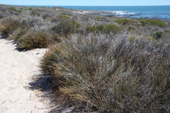 Willdenowia incurvata