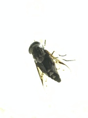 Tabanus trimaculatus