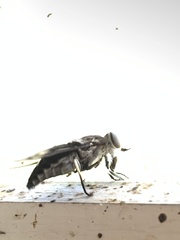 Tabanus trimaculatus