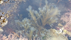 Dictyopteris undulata