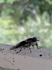 Tabanus trimaculatus