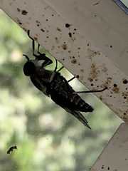 Tabanus trimaculatus