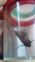 Agrotis clavis