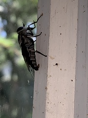 Tabanus trimaculatus