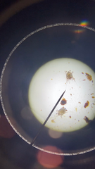 Otodectes cynotis