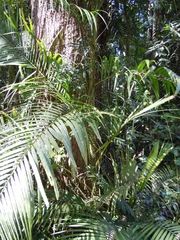 Calamus moti