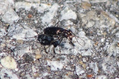 Cicindela punctulata
