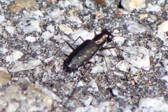 Cicindela punctulata