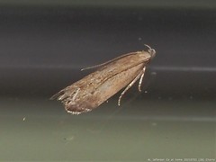 Battaristis nigratomella