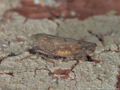 Paraphlepsius continuus