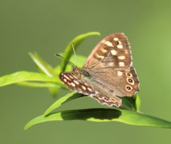 Pararge aegeria
