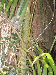 Calamus moti