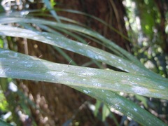 Calamus moti