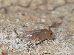 Hemipsocus chloroticus