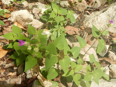 Mirabilis violacea