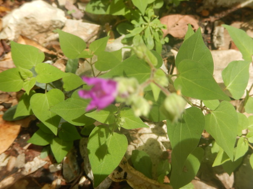 Image of Mirabilis violacea by (c) Cenoteando, some rights reserved (CC BY-SA)