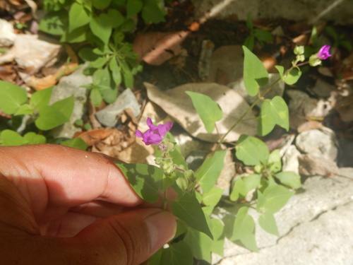 Image of Mirabilis violacea by (c) Cenoteando, some rights reserved (CC BY-SA)