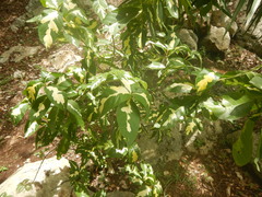 Graptophyllum pictum