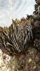 Stephanocystis