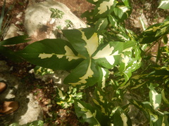 Graptophyllum pictum